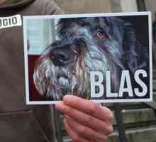 कैंटब्रिया की प्रांतीय सुनवाई कुत्ते के ब्लाकों को मारने के लिए 8 महीने की जेल की सजा की पुष्टि…