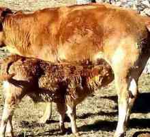 गाय का गर्भधारण