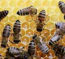 मधुमक्खियों का गर्भावस्था