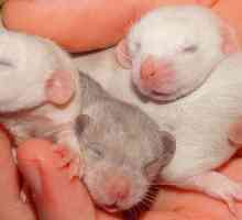 चूहों का गर्भधारण