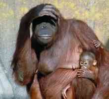 Orangutan का गर्भधारण
