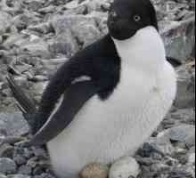 पेंगुइन का गर्भावस्था