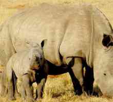 Rhinoceros का गर्भावस्था