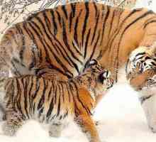 बाघ का गर्भधारण