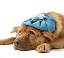 दिल की धड़कन वाले कुत्तों में उपचार