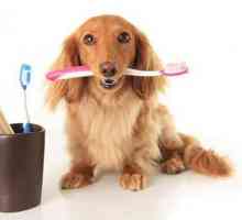 कुत्ते के दांतों की सफाई का महत्व