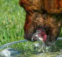 कुत्तों में पानी का महत्व