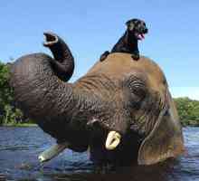 एक कुत्ते और एक हाथी के बीच अविश्वसनीय दोस्ती
