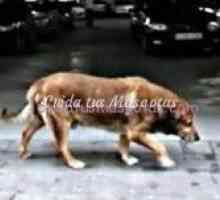 कुत्तों की वफादारी: स्पैनिश हैचिको (कैडिज़)