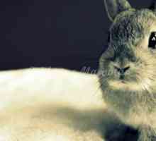 खरगोशों में Malocclusion और otitis