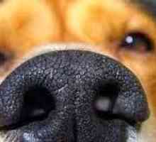 कुत्ते की गीली नाक उसे बेहतर गंध में मदद करती है