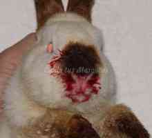 खरगोशों में Pododermatitis और वायरल hemorrhage