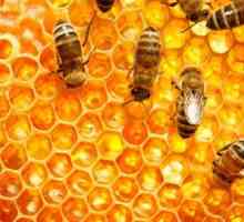 मधुमक्खी: परिभाषा, विशेषताओं, प्रकार और वे कैसे संवाद करते हैं