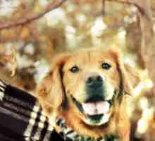 सर्दियों में कुत्तों की पांच सबसे आम बीमारियां