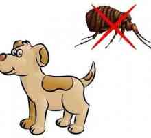 हमारे कुत्ते में टिक, fleas और मच्छर