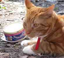 बिल्लियों में खाद्य डिब्बे चोट लग सकते हैं