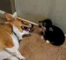पिल्ला और वयस्क कुत्ते के बीच झगड़े