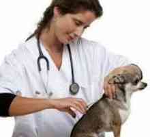 टीके कुत्ते के लिए सुरक्षित हैं