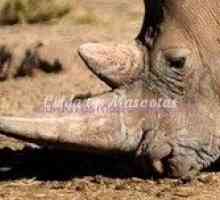 Rhinoceros tusks की बिक्री वैध