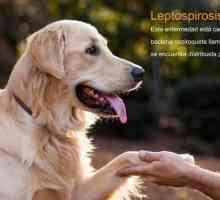 लेप्टोस्पाइरोसिस। एक उभरती हुई ज़ूनोटिक बीमारी
