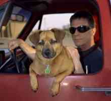 कारों में कुत्तों को परिवहन के बारे में कानून