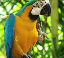 तोते विलुप्त होने के खतरे में तोते macaws