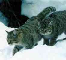साइबेरियाई बिल्लियों को पालतू जानवर के रूप में जाना जाता है
