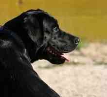 Labrador retriever काला