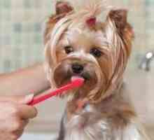 छोटे नस्ल कुत्तों को अधिक मौखिक स्वच्छता की आवश्यकता होती है