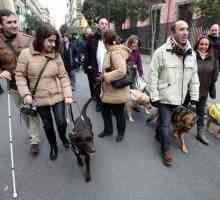 ग्यारह के मार्गदर्शक कुत्तों सैन एंटोन के दौर में भाग लेते हैं