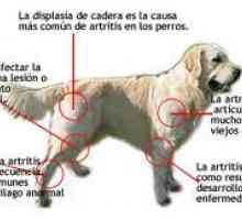 कुत्तों में विशेष समस्याएं: ऑस्टियोआर्थराइटिस