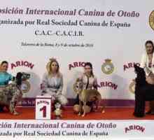 मैकरेना रोल, 33 अंतरराष्ट्रीय कुत्ते शरद ऋतु प्रदर्शनी का सबसे अच्छा युवा प्रस्तुतकर्ता