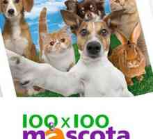 कल, शनिवार 21 मई, 100x100 शुभंकर शुरू होता है, साथी जानवरों के प्रेमियों के लिए परावर्तक