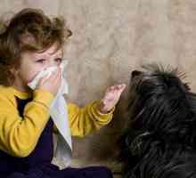 एलर्जी लोगों के लिए पालतू जानवर