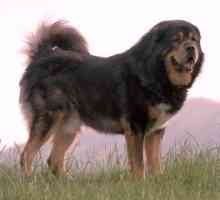 तिब्बती विशाल कुत्ते मास्टिफ़
