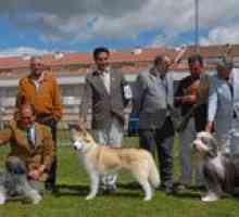 पोमर की मदीना Xxii अंतरराष्ट्रीय प्रदर्शनी और कुत्ते राष्ट्रीय xxv