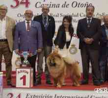 रॉयल कैनाइन सोसाइटी ऑफ स्पेन के 34 वें अंतरराष्ट्रीय कुत्ते शरद ऋतु प्रदर्शनी के सर्वश्रेष्ठ उदाहरण