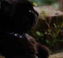 जादुई क्षण: मुसब्बर पर सपना बिल्ली