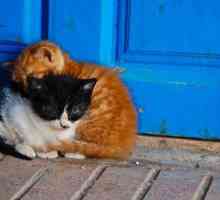 जादुई क्षण: आंद्रे वेनेगास की बिल्लियों