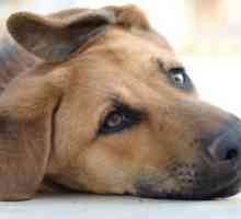 कुत्तों, लक्षणों और उपचार में परेशान