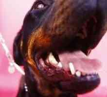 क्या Rottweilers आक्रामक हैं?