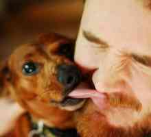 नए अध्ययन की जांच है कि क्या कुत्ते का लार आपको एलर्जी से मदद कर सकता है
