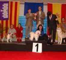 पाल्मा डी Mallorca कैरिन राष्ट्रीय प्रदर्शनी ट्रॉफी हॉल Marratxí और अंतरराष्ट्रीय प्रदर्शनी canina…