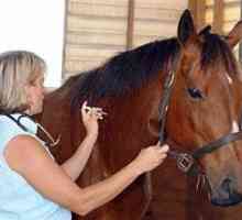 घोड़े के आंतरिक परजीवी - रोकथाम और नियंत्रण