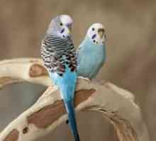 Autralian parakeets या लघु तोते