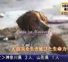 जापानी सुनामी जीवित कुत्ता एक और कुत्ता बचाता है