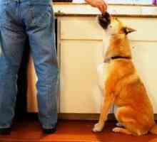 रसोई में कुत्तों: हर किसी के स्वास्थ्य को सुनिश्चित करने के लिए नौ सुझाव