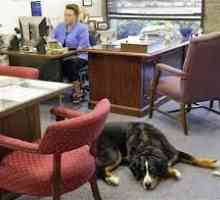कार्यालय में कुत्ते: उन्हें लेने के चार कारण