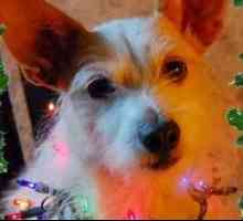 कुत्ते जो क्रिसमस को बधाई देते हैं: पांच विरोधी संकट विचार