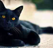 एक काला बिल्ली क्यों अपनाने